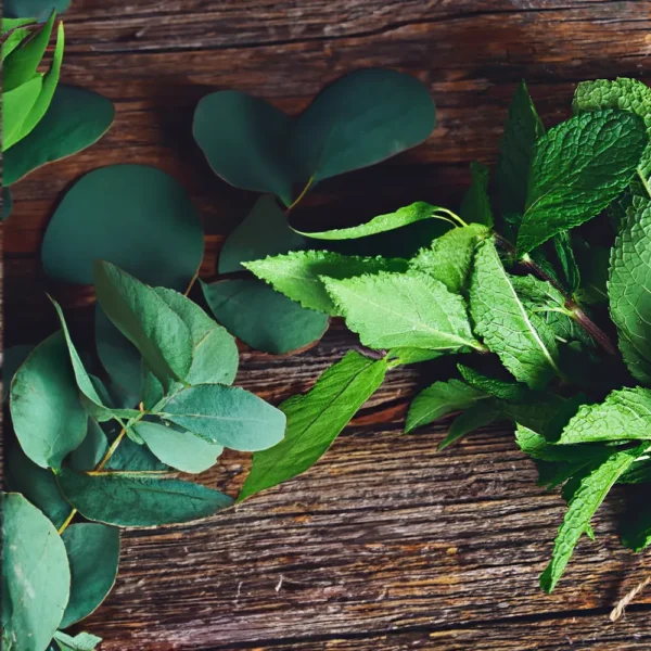 Eucalyptus Spearmint