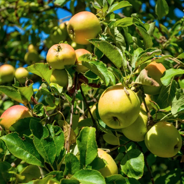 Golden Orchard